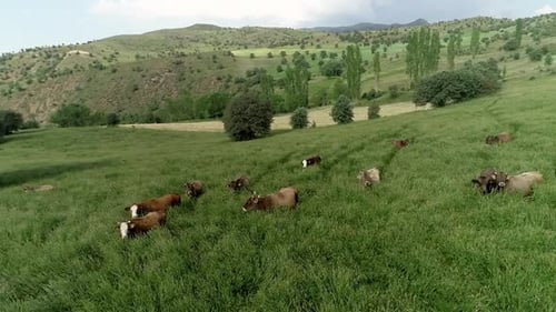 Aerial View Of Cows