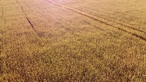 Flying Over Field of Yellow Ripe Wheat