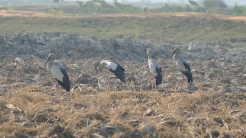 Close up from four Asian openbill storks standing