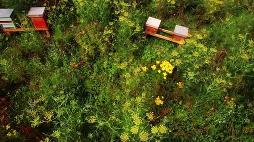 Vue aérienne des ruches d'abeilles dans le champ
