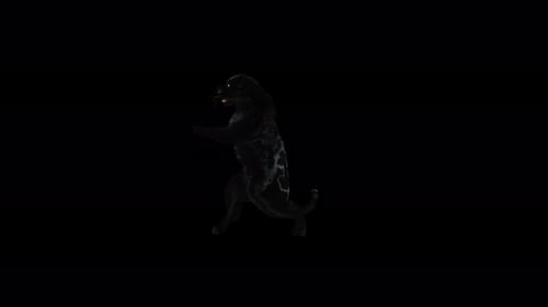 Majestic Black Panther Posing on Hind Legs Animation