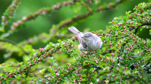 Barred Warbler