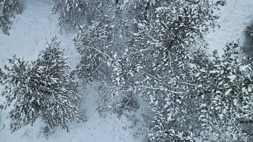 Aerial View of a Frozen Forest with Snow Covered Trees at Winter