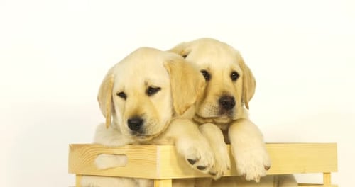 Yellow Labrador Retriever, Puppies Playing in a Box on White Background, Yawning, Licking, Normandy