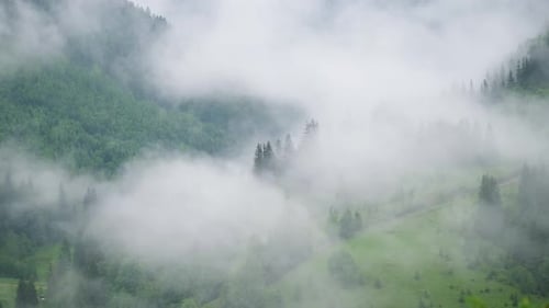 Foggy forest in the mountains. Landscape with trees and mist. Landscape after rain.