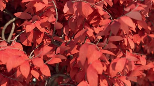 Acer Tree Leaves Close Up In Slow Motion 4k
