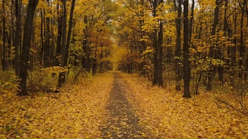 Flight Along a Path in a Scenic Autumn Forest