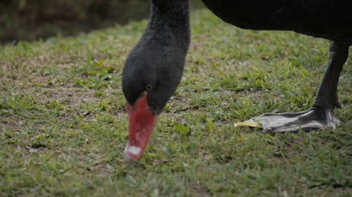 Schwarzer Schwan
