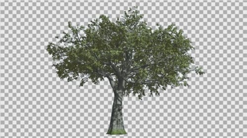 White Oak Tree is Swaying at The Wind Green Tree
