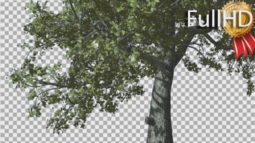 White Oak Trunk And Lower Branches Tree Swaying