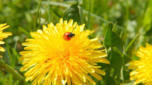 Ladybug Crawling on a Yellow Dandelion Flower