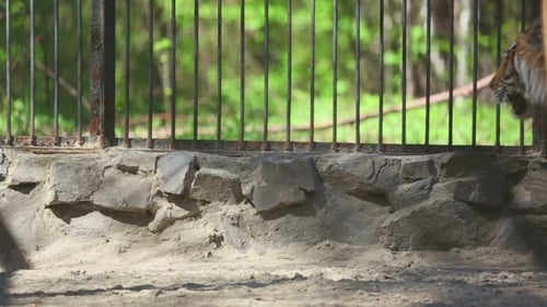 Amur Tiger At The Zoo