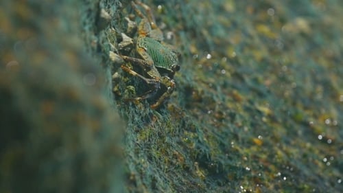 Crab On The Rock At The Beach