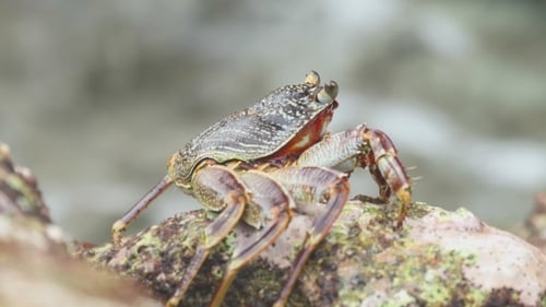Crab On The Rock At The Beach