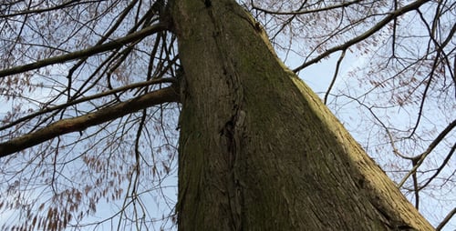Huge Tree Body and Clouds