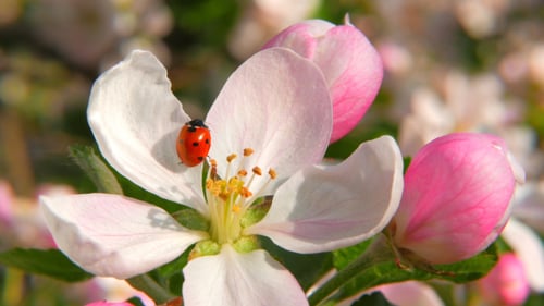 Ladybug Crawling on Delicate White Flower in Spring