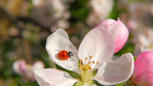 Ladybug Crawling on Delicate Flower in Spring Sunlight