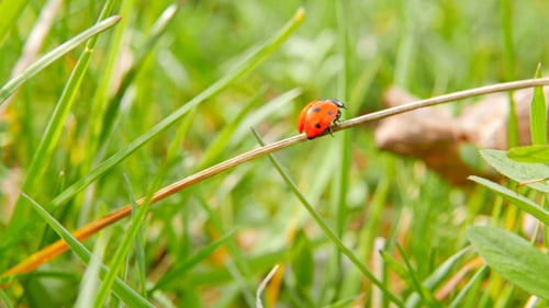 Ladybug Crawling on Grass in a Vibrant Meadow