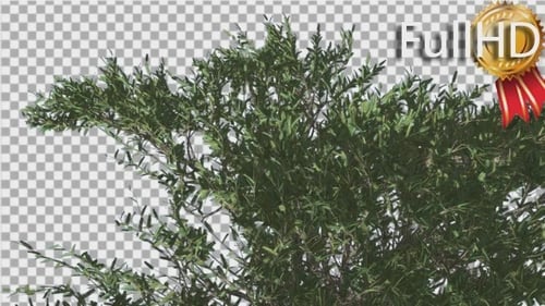 Green Bush With Swaying Leaves On Alpha Channel
