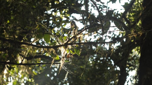 Evergreen Forest