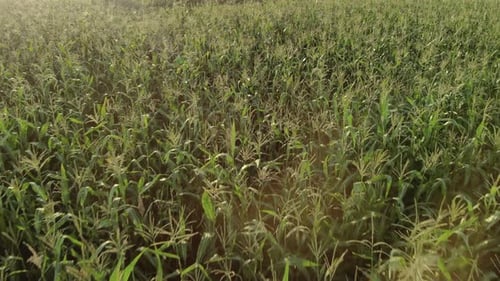 Flying Over a Green Cornfield. Agricultural Landscape