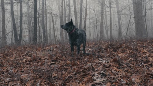 Dog Lost in Cold Fog Forest