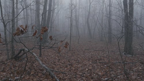 Frosty Cold Forest