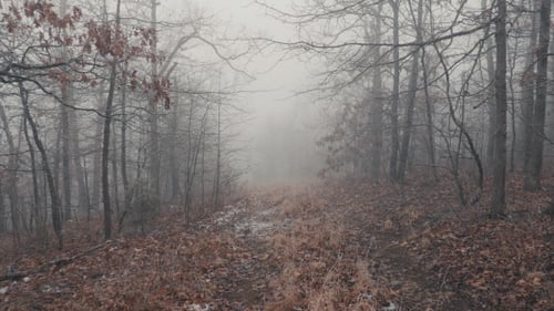 Scary and Cold Forest Trail