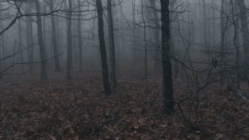 Walking in Scary Fog Forest