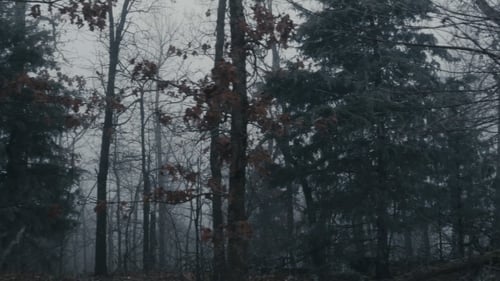Foggy and Cold Forest