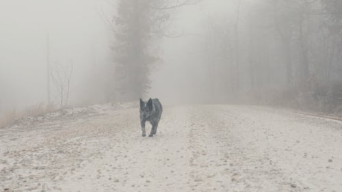 Dog Walking Down Snowy Road
