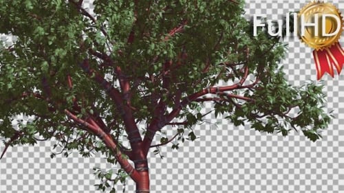 Tibetischer kirschroter Tunk-kleiner Baum schwankt