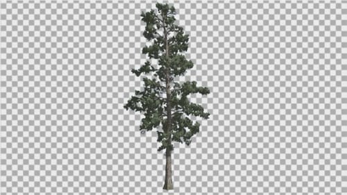 Animated Pine Tree Swaying in Wind on Transparent Background