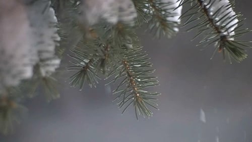 Snowy Evergreen Branches in the Winter Season