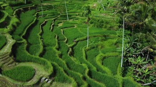 Farmer collects rice on beautiful rice terrace