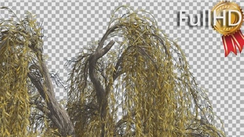 Hängende Äste an der Spitze des Baumes mit Trauerweide