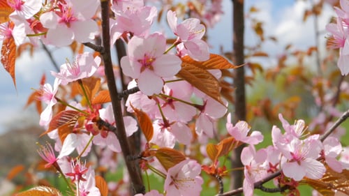 Flores de sakura japonesa