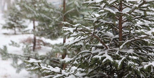 Winter Fir-Tree