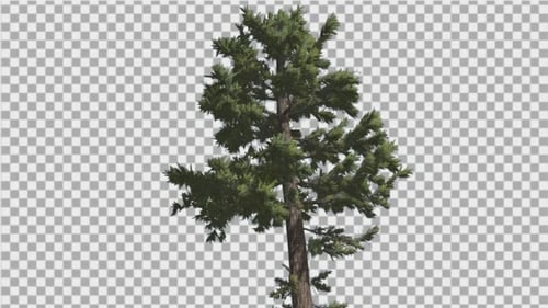 Douglas Fir Tall Thin Tree Winter or Summer Tree