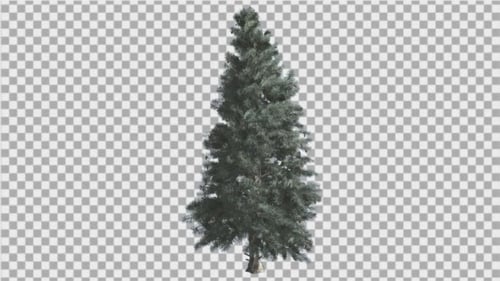 Realistic Pine Tree Swaying in Gentle Breeze Animation
