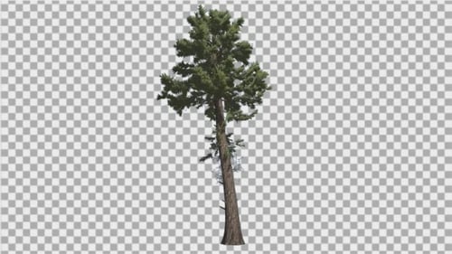 Realistic Green Pine Tree Swaying