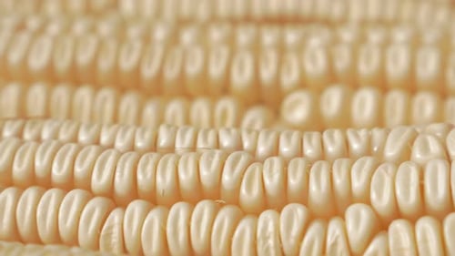 Lot of Zea mays grain plant products in a row 4K 2160p 30fps UltraHD tilt footage - Ear of maize wit