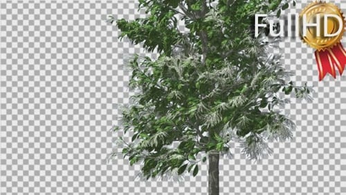 Sourwood Thin Tree schwankt im Wind Green