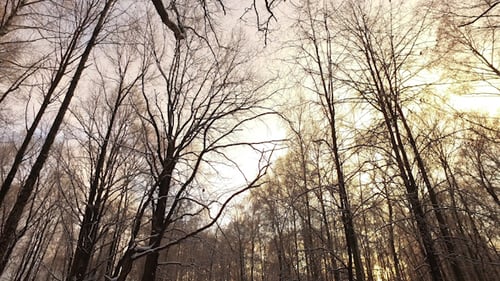 Winter Forest