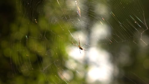Spider on Web in Forest