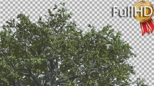 Animated Green Tree Leaves Swaying on Transparent Background