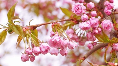 Vibrant Pink Cherry Blossoms Blooming in Spring
