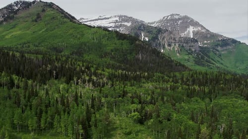 Luftaufnahme des grünen Waldes und der Bergspitze.