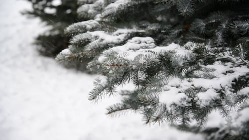 Fichtenzweige im Schnee im Park während eines Schneesturms