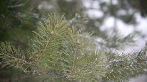 Zweige von Pinein Schnee im Park während eines Schneesturms